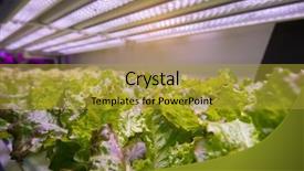  Presentation with vegetable garden - Beautiful PPT layouts featuring organic hydroponic vegetable garden backdrop and a gold colored foreground