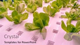  Presentation with hydroponic farm - PPT layouts featuring organic-hydroponic-vegetable-grow background and a lemonade colored foreground