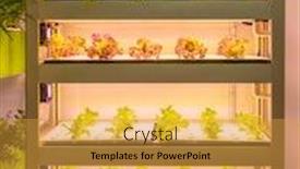  Presentation with hydroponic farm - PPT theme with organic-hydroponic-vegetable-grow background and a gold colored foreground