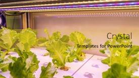  Presentation with hydroponic farm - Presentation theme having organic-hydroponic-vegetable-grow background and a yellow colored foreground