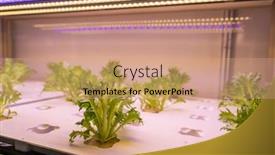  Presentation with vegetable farm - Cool new presentation theme with organic-hydroponic-vegetable-grow backdrop and a coral colored foreground