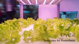  Presentation with vegetable farm - PPT layouts with organic-hydroponic-vegetable-grow background and a gold colored foreground