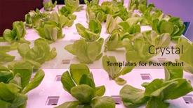  Presentation with vegetable farm - Audience pleasing PPT layouts consisting of organic-hydroponic-vegetable-grow backdrop and a gold colored foreground