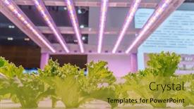  Presentation with hydroponic farm - Slide deck featuring organic-hydroponic-vegetable-grow background and a gold colored foreground