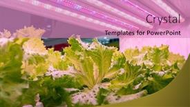  Presentation with agriculture technology - Beautiful slide set featuring organic-hydroponic-vegetable-grow backdrop and a coral colored foreground