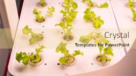  Presentation with vegetable farm - Presentation with organic-hydroponic-vegetable-grow background and a yellow colored foreground