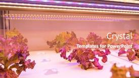  Presentation with vegetable farm - Presentation featuring organic-hydroponic-vegetable-grow background and a coral colored foreground