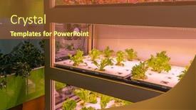  Presentation with vegetable farm - Colorful presentation theme enhanced with organic-hydroponic-vegetable-grow backdrop and a tawny brown colored foreground