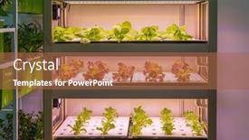  Presentation with vegetable farm - Presentation design enhanced with organic-hydroponic-vegetable-grow background and a red colored foreground