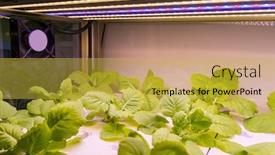  Presentation with hydroponic farm - Presentation consisting of organic-hydroponic-vegetable-grow background and a yellow colored foreground
