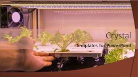  Presentation with hydroponic farm - Presentation theme with organic-hydroponic-vegetable-grow background and a coral colored foreground