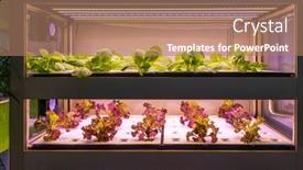  Presentation with vegetable farm - Slide deck featuring organic-hydroponic-vegetable-grow background and a coral colored foreground
