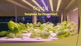  Presentation with vegetable farm - Cool new theme with organic-hydroponic-vegetable-grow backdrop and a tawny brown colored foreground