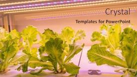  Presentation with vegetable farm - PPT layouts enhanced with organic-hydroponic-vegetable-grow background and a coral colored foreground