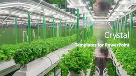  Presentation with agriculture technology - Amazing theme having organic-hydroponic-vegetable-grow backdrop and a seafoam green colored foreground
