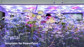  Presentation with vegetable farm - Amazing presentation theme having organic-hydroponic-vegetable-grow backdrop and a ocean colored foreground