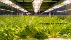  Presentation with agriculture technology - Presentation design enhanced with organic-hydroponic-vegetable-grow background and a gold colored foreground