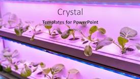  Presentation with vegetable farm - Presentation theme enhanced with organic-hydroponic-vegetable-grow background and a lavender colored foreground