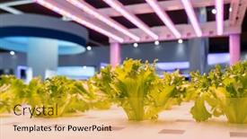  Presentation with vegetable farm - PPT layouts consisting of organic-hydroponic-vegetable-grow background and a gold colored foreground