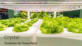  Presentation with agriculture technology - Slide deck featuring organic-hydroponic-vegetable-grow background and a yellow colored foreground