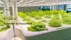  Presentation with vegetable farm - PPT layouts having organic-hydroponic-vegetable-grow background and a yellow colored foreground