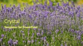  Presentation with lavender - Presentation design having organic-lavender-in-the-garden background and a  colored foreground