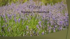  Presentation with lavender - Slides with organic-lavender-in-the-garden background and a  colored foreground