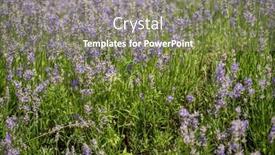  Presentation with lavender - Presentation featuring organic-lavender-in-the-garden background and a  colored foreground
