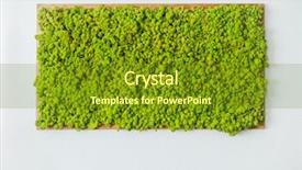  Presentation with green beauty - Slide deck consisting of organic material beauty of earth background and a tawny brown colored foreground