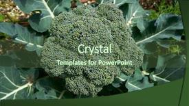  Presentation with orchard - Slide deck enhanced with organic orchard urban homestead background and a ocean colored foreground