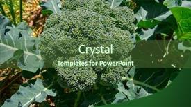  Presentation with orchard - Presentation theme with organic orchard urban homestead background and a tawny brown colored foreground