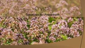  Presentation with oregano - Presentation theme featuring organic-oregano-in-the-garden background and a  colored foreground