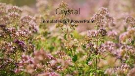  Presentation with oregano - Presentation theme consisting of organic-oregano-in-the-garden background and a  colored foreground