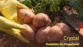  Presentation with harvest - Slides enhanced with organic-potato-harvest-in-garden background and a tawny brown colored foreground