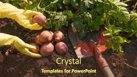  Presentation with harvest - Slide set featuring organic-potato-harvest-in-garden background and a  colored foreground