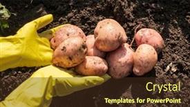  Presentation with harvest - Presentation design consisting of organic-potato-harvest-in-garden background and a tawny brown colored foreground