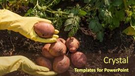  Presentation with harvest - Presentation having organic-potato-harvest-in-garden background and a tawny brown colored foreground