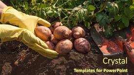  Presentation with harvest - PPT theme featuring organic-potato-harvest-in-garden background and a tawny brown colored foreground