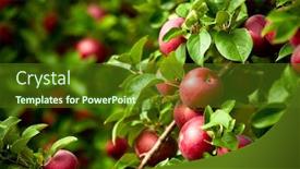  Presentation with green apples - Cool new slide deck with organic red ripe apples on the orchard tree with green leaves closeup backdrop and a tawny brown colored foreground