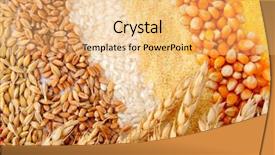  Presentation with organic rice - Colorful theme enhanced with organic rice farming - colorful cereal seeds and wheat backdrop and a yellow colored foreground