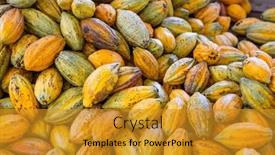  Presentation with cocoa pod - Slide deck consisting of organic-ripe-cocoa-pod background and a gold colored foreground