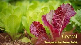  Presentation with organic - Presentation enhanced with organic-salad-in-the-garden background and a tawny brown colored foreground
