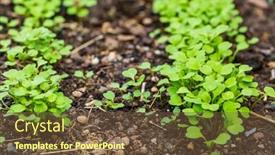  Presentation with vegetable garden - Colorful slide set enhanced with organic-salad-seedlings-or-sapling backdrop and a tawny brown colored foreground