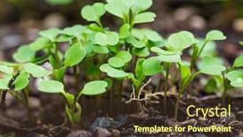  Presentation with vegetable garden - Slide deck having organic-salad-seedlings-or-sapling background and a tawny brown colored foreground