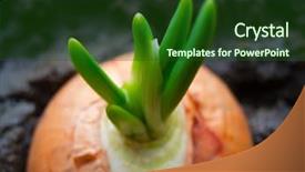  Presentation with soil - Theme consisting of organic soil - fresh sprouts of green onions background and a forest green colored foreground