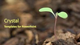  Presentation with sprout - PPT theme consisting of organic soil - nice concept image of small background and a tawny brown colored foreground