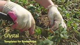  Presentation with caring hands - Cool new PPT theme with organic soil - woman hands caring the strawberry backdrop and a  colored foreground