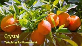  Presentation with mandarin fruits - PPT layouts consisting of  background and a  colored foreground