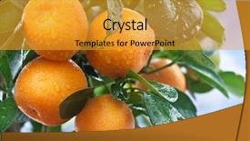  Presentation with blue sky - Beautiful presentation featuring ripe tangerines on a tree backdrop and a gold colored foreground