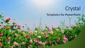  Presentation with light rays - Presentation theme enhanced with chamomile rays light - sun and flower field background and a light blue colored foreground